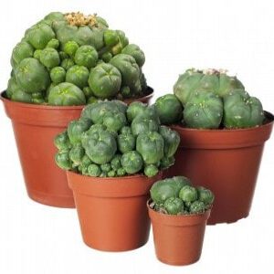 Peyote Kopen