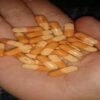 Adderall Kopen